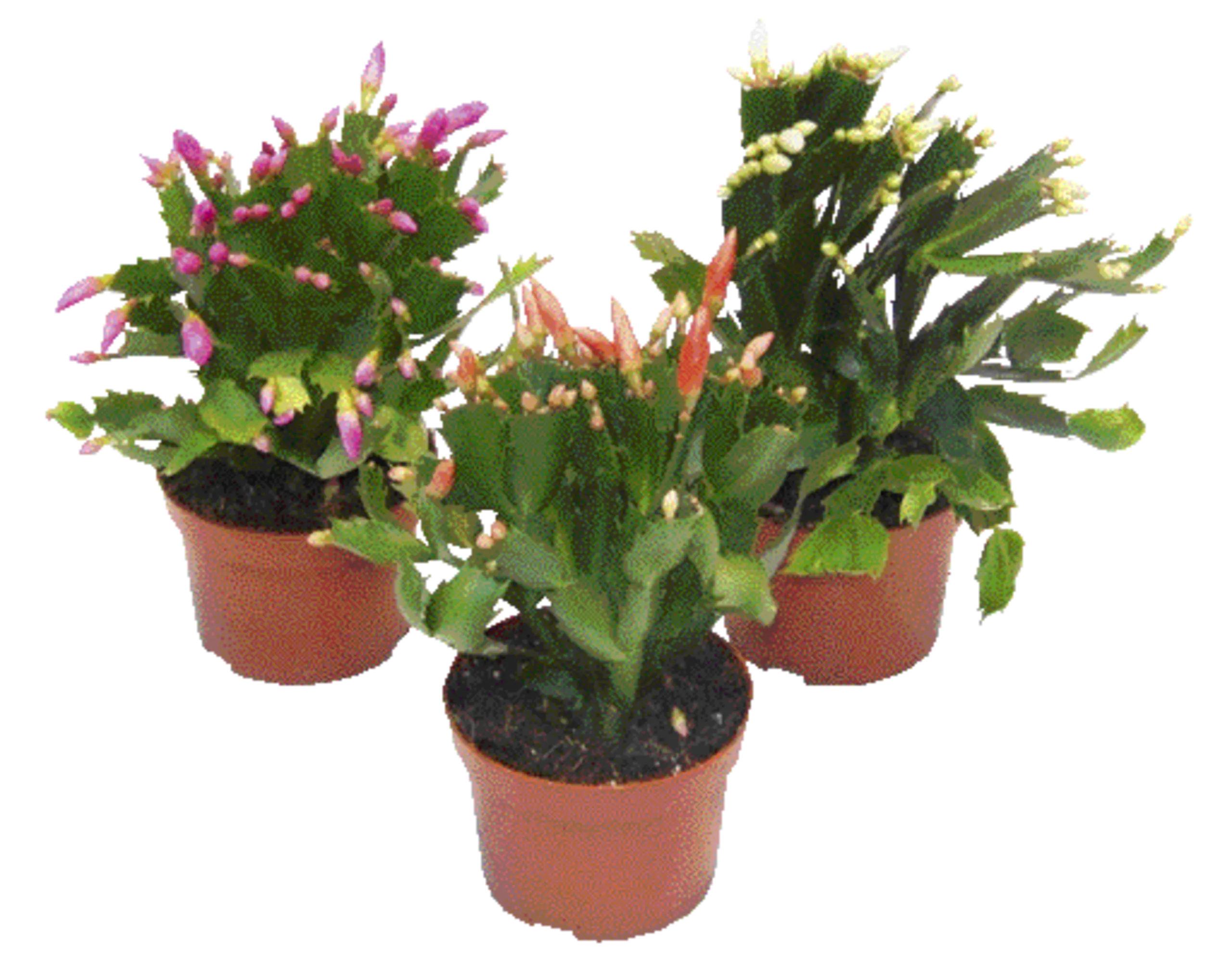 Cactus de Nol color en pot de 10,5cm de diamtre  prix malin sur  Trafic.com !