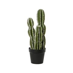 Cactus En Pot