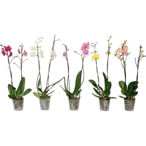 Orchidee 2 Stengels In Pot 12 Cm (1 Van Assortiment)