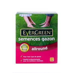 Evergreen "allround" Graszaad