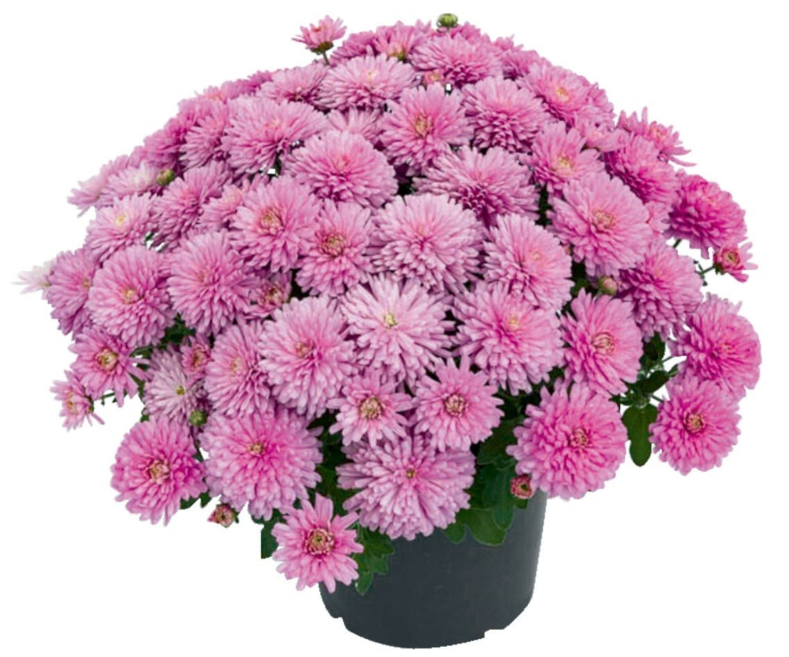 Pot Chrysanthèmes Fleuris 15 Cm