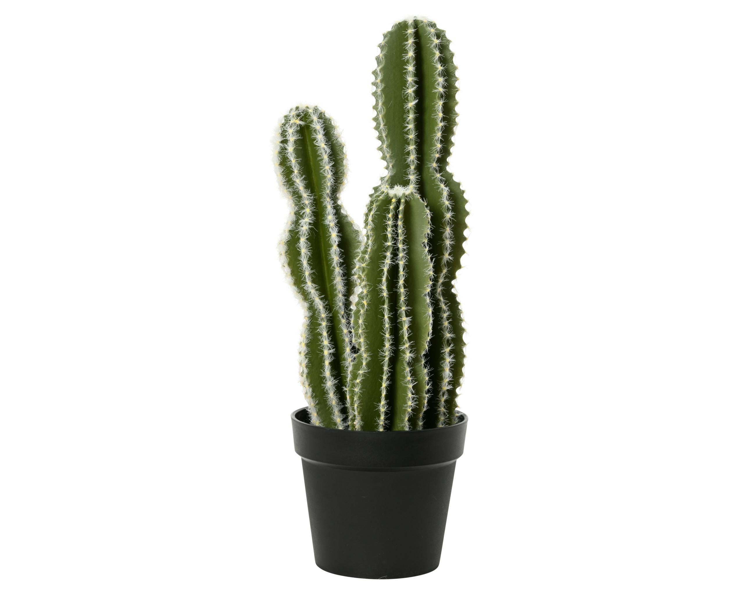 Cactus En Pot
