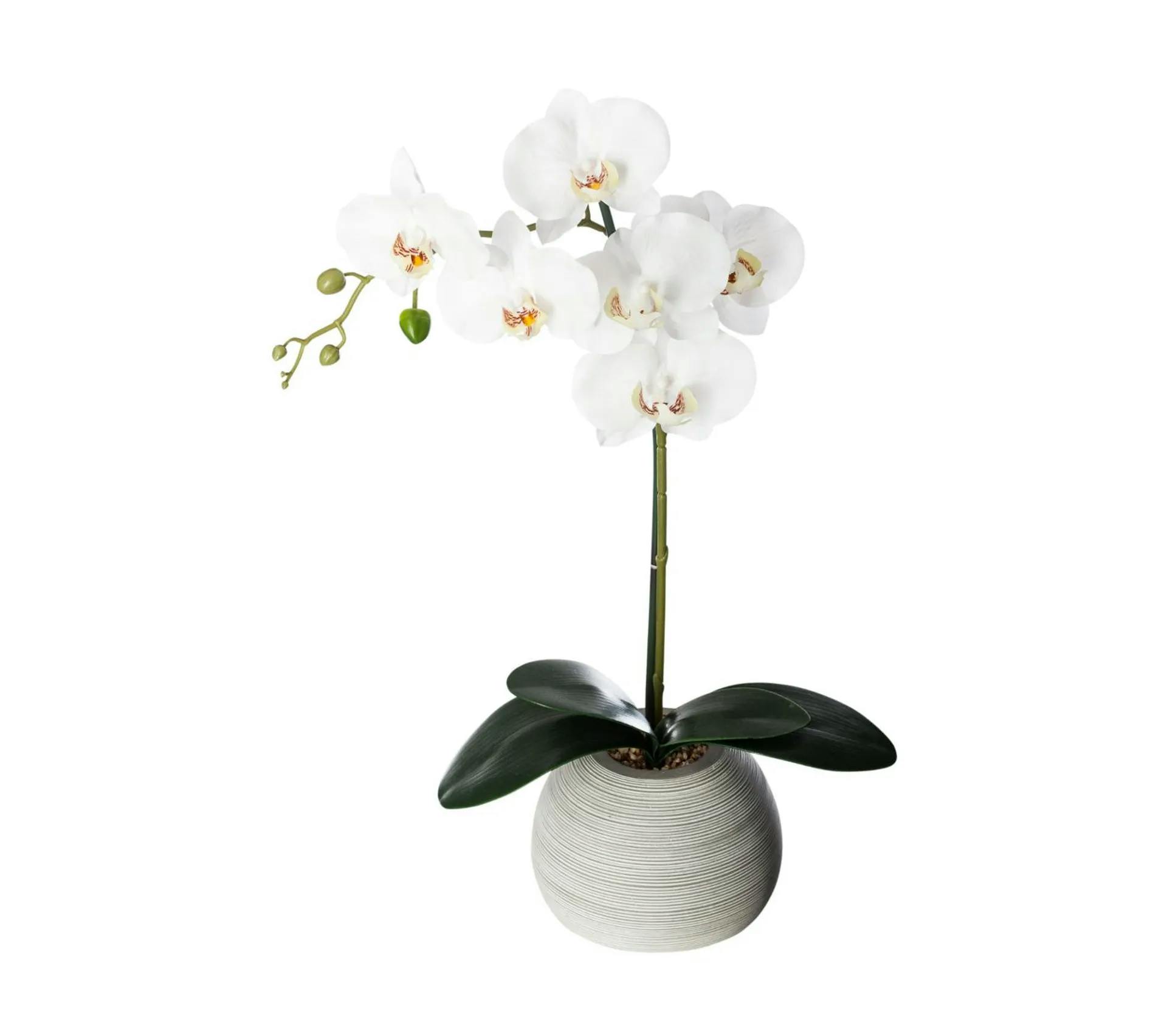 Kunstmatige Orchidee Real Touch 53 Cm