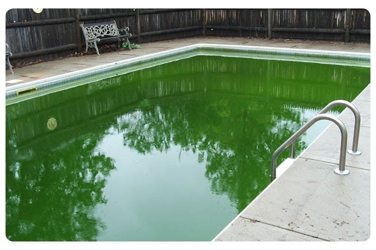 groen zwembadwater behandelen